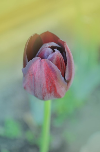 Tulipa violeta escura de perto