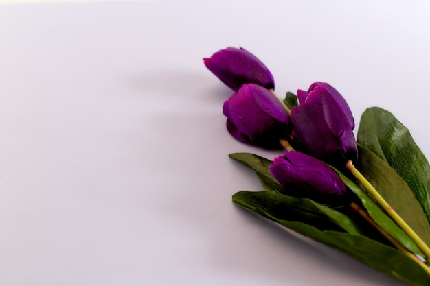 Tulipa violeta flores fundo de primavera