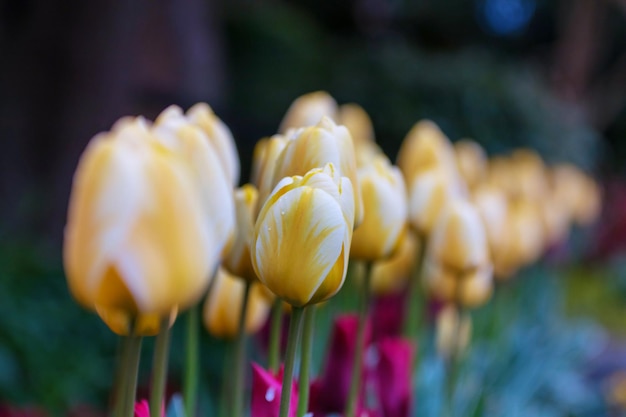 Tulipa