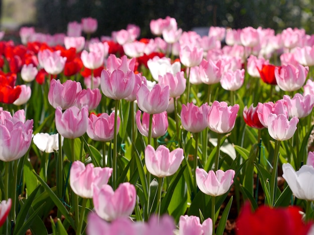 Tulipa