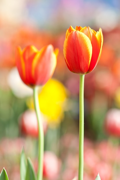 Tulipa