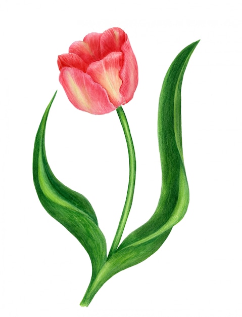 Tulipán acuarela acuarela aislado sobre fondo blanco. Ilustración botánica