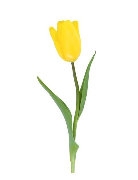 Un tulipán amarillo aislado en blanco