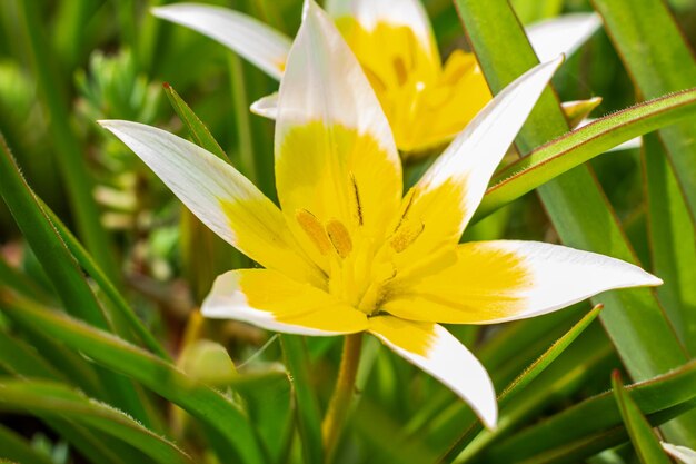 Tulipán amarillo y blanco Tarda floreciendo en el jardín sobre fondo natural