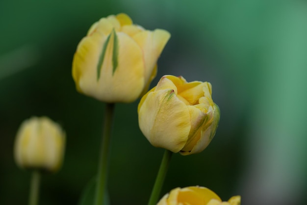 Tulipán amarillo Doble Belleza de Apeldoorn