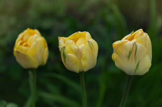 Tulipán amarillo con doble fleco Belleza de Apeldoorn