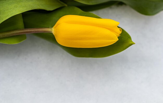 Tulipán amarillo con hojas verdes sobre un fondo blanco de nieve natural. Concepto de vacaciones de primavera