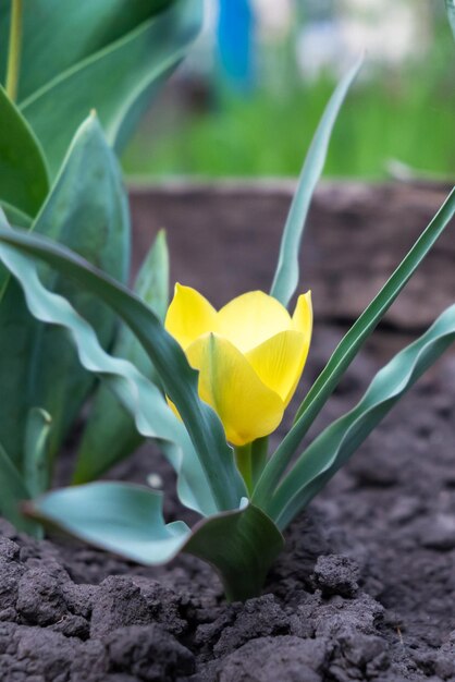 Foto tulipán amarillo en el jardín en el jardín