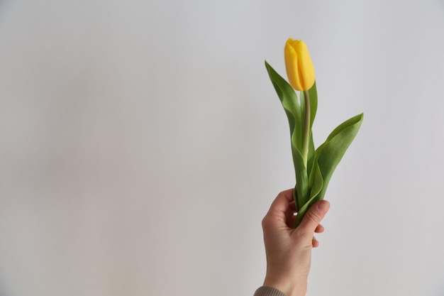 Tulipán amarillo en la mano sobre un fondo blanco.