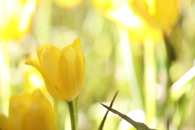 Tulipán amarillo en primer plano