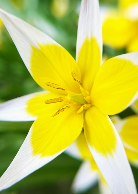 El tulipán amarillo salvaje en flor es un primer plano