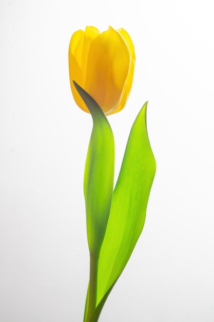 Un tulipán amarillo sobre un fondo blanco.