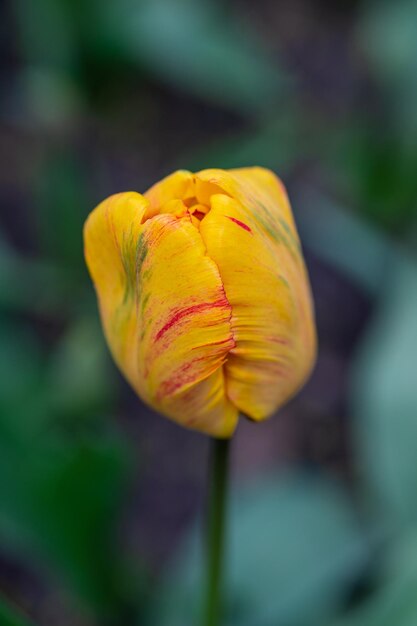 Un tulipán amarillo sobre un fondo verde primeras flores de primavera prímulas primavera