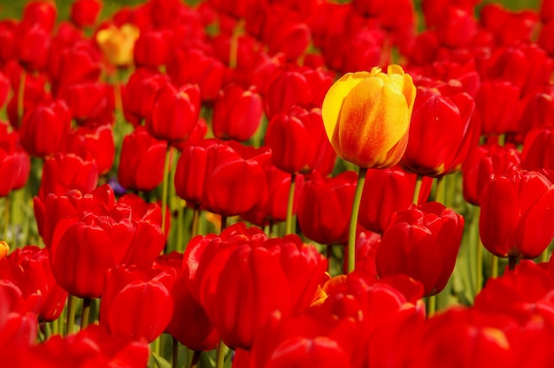 Tulipán amarillo solo en campo de rojo