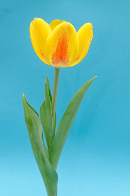 Un tulipán amarillo con un tallo verde y una raya roja.