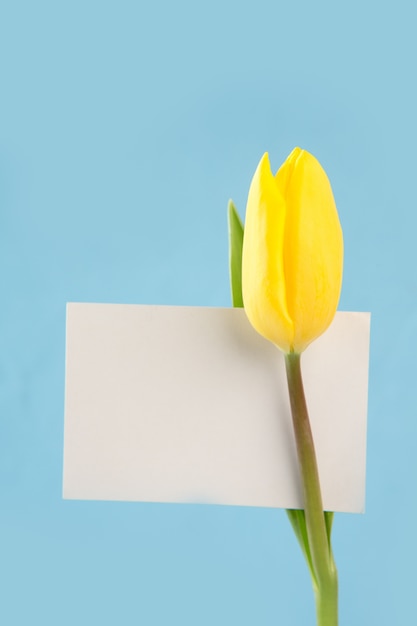 Tulipán amarillo con una tarjeta blanca en blanco sobre un fondo azul