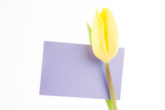 Tulipán amarillo con una tarjeta de color de malva y en blanco sobre un fondo blanco