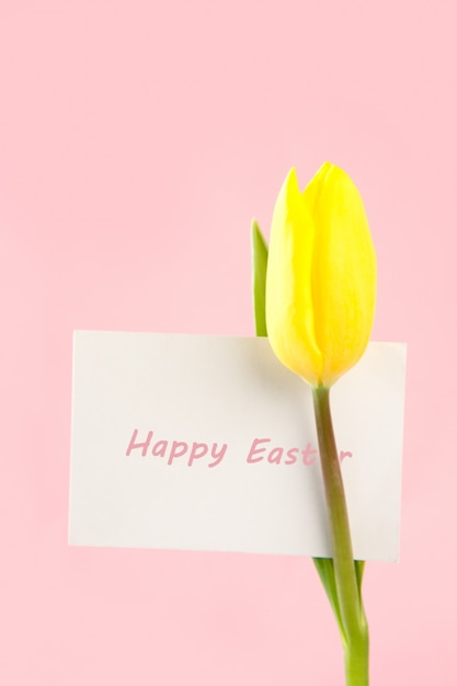 Tulipán amarillo con una tarjeta de Pascua feliz blanco sobre un fondo rosa