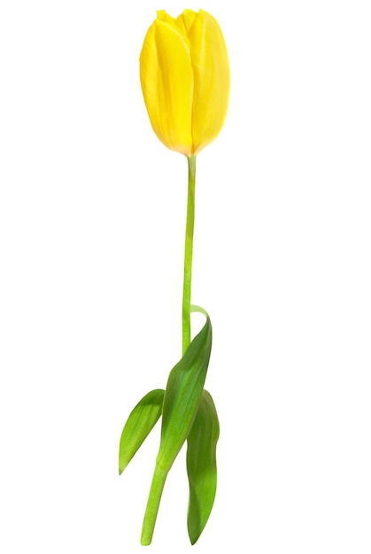 tulipán amarillo