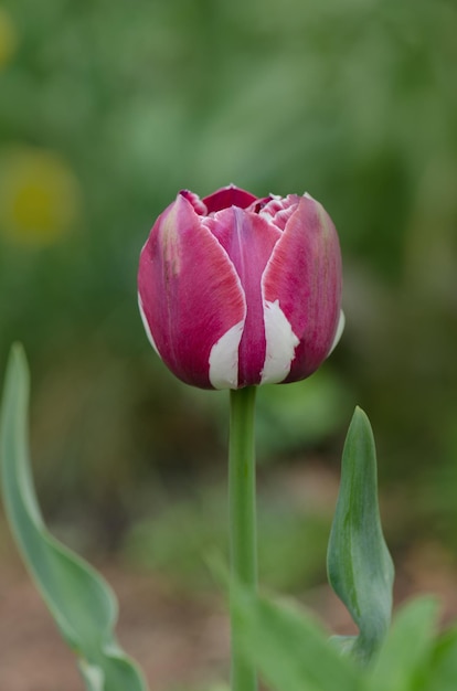 Tulipán blanco con franjas rojas en el jardín Tulipán blanco rojo de dos colores Blanco con franja roja en tulipán de pétalo