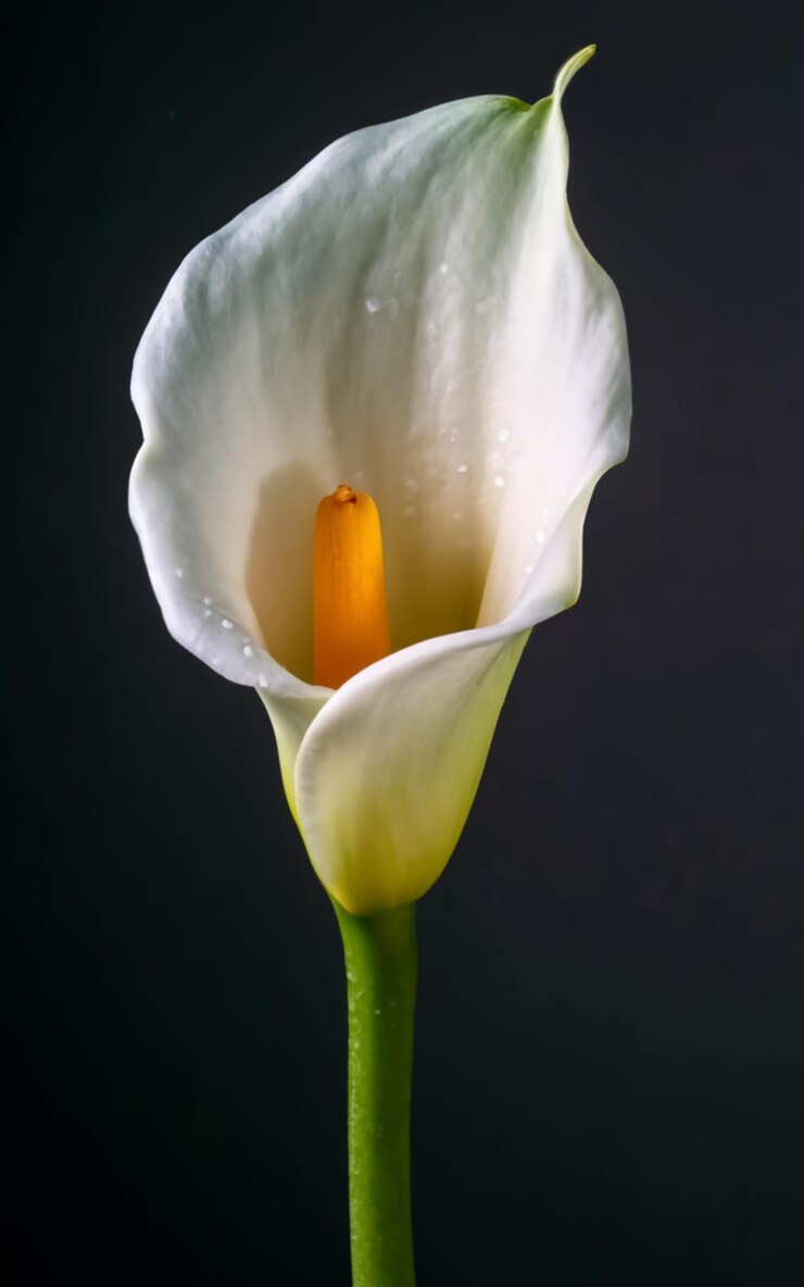 Un tulipán blanco con gotas de agua en él