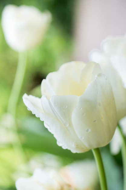 Tulipán blanco en gotas de rocío. Macro. Enfoque selectivo