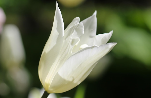 tulipán blanco de primer plano en el fondo oscuro