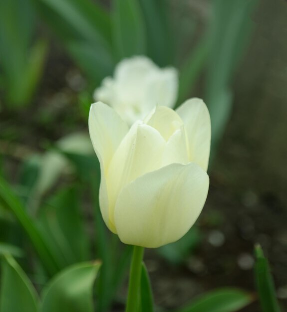 Tulipán blanco puro Monte Tacoma en el jardín Flor de tulipanes blancos en el fondo del jardín