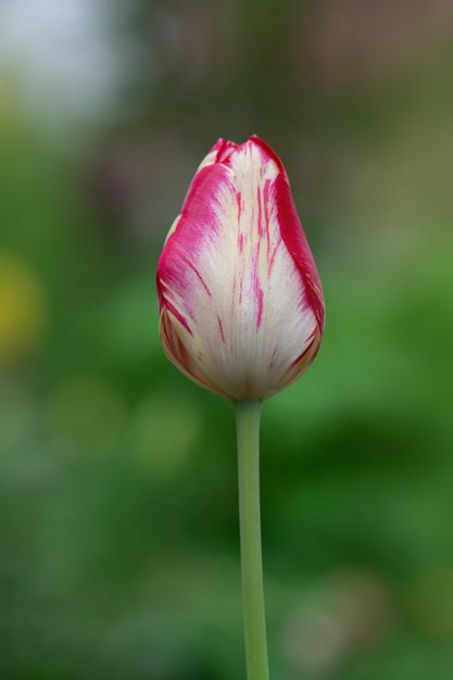 Tulipán blanco con rayas rojas en el jardín.