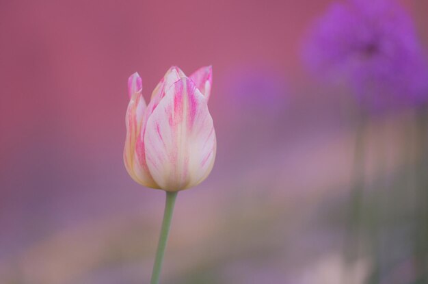 Tulipán blanco con rayas rosas.