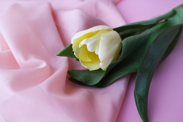 tulipán blanco sobre un delicado fondo rosa