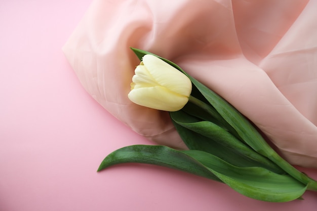 tulipán blanco sobre un delicado fondo rosa