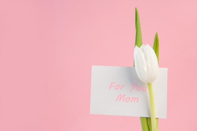 Tulipán blanco con una tarjeta para mamá sobre un fondo rosa