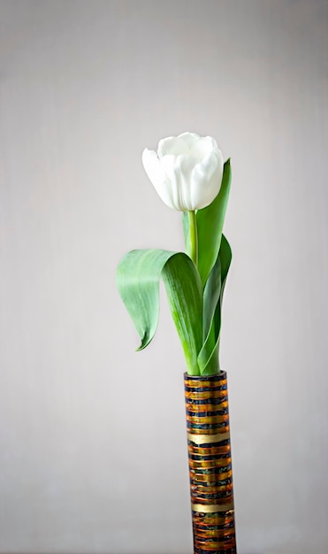 Tulipán blanco único en jarrón sobre fondo gris liso Tiempo de primavera Minimalismo Enfoque selectivo
