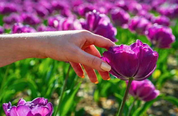 Tulipán campo tulipán en las manos de la mujer campos de tulipán en Holanda grupo de colorida tulipán flor púrpura