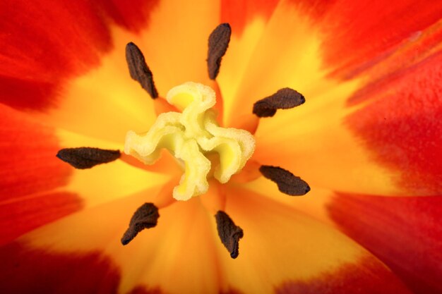 Foto tulipán closeup