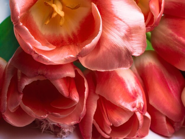Tulipán en color coral de moda de 2019 Tarjeta de felicitación de concepto de estilo minimalista
