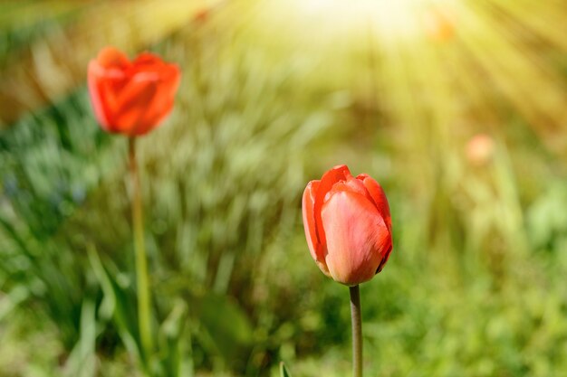 Tulipán de color rojo