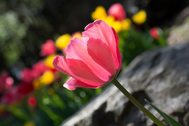 Tulipán de color rosa en la naturaleza