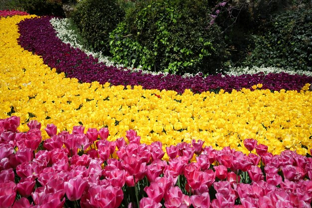 Tulipán colorido en jardín de flores