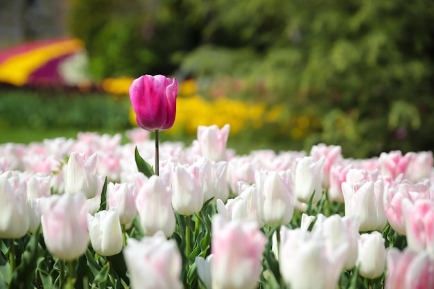 Tulipán colorido en jardín de flores