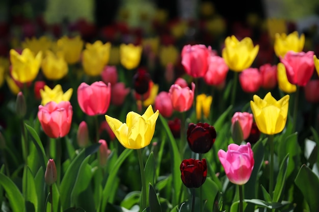 Tulipán colorido en jardín de flores