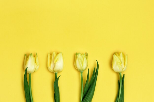 Tulipán de cuatro flores amarillas florecientes. Flores de primavera para vacaciones, día de la mujer o de la madre. Endecha plana.