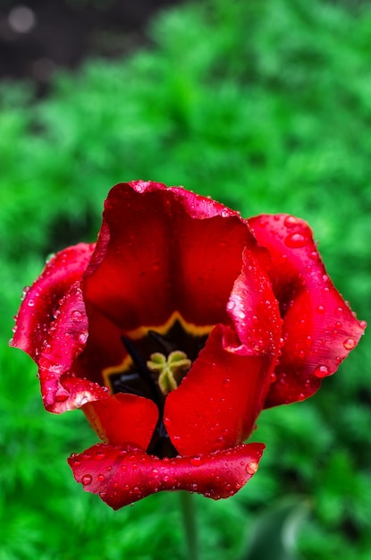 Tulipán descolorido