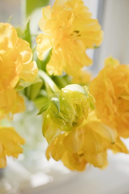Tulipán flor amarilla en florero