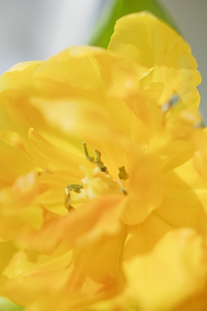 Tulipán flor amarilla en florero