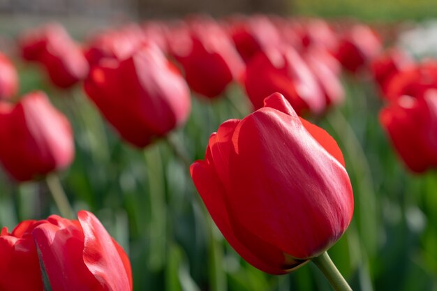 Tulipán flor de primavera