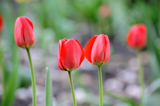 Tulipán. Flor de tulipán en el jardín. Fondo de naturaleza.