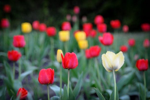 Tulipán. Flor de tulipán en el jardín. Fondo de naturaleza.