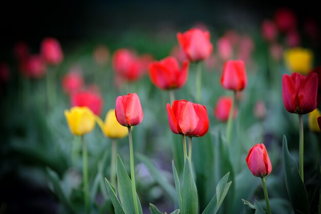 Tulipán. Flor de tulipán en el jardín. Fondo de naturaleza.